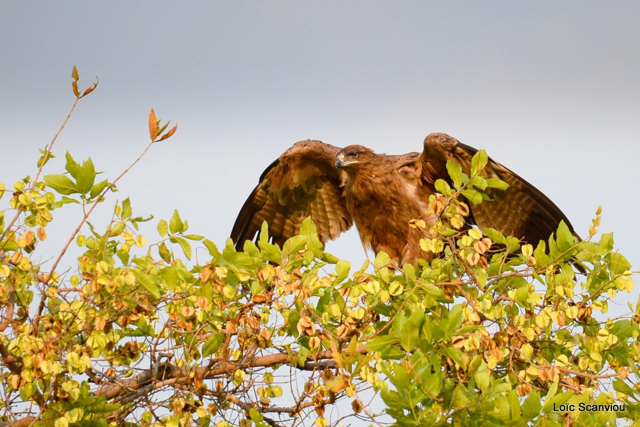 Aigle ravisseur/Tawny Eagle (1)