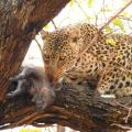 Repas de léopard (2)