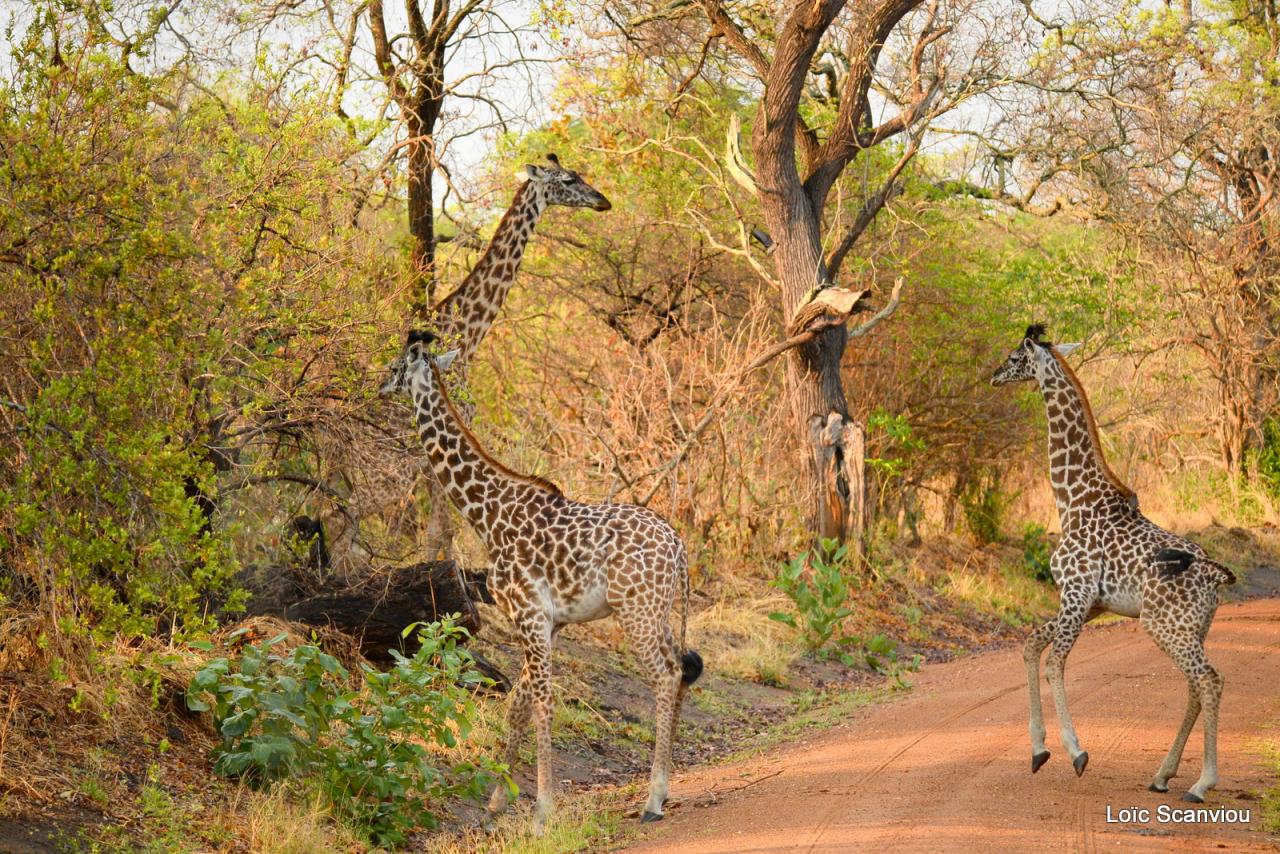 Girafe/Giraffe (3)