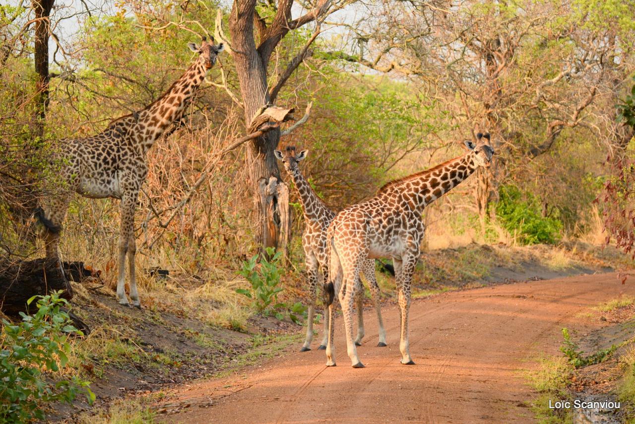Girafe/Giraffe (4)