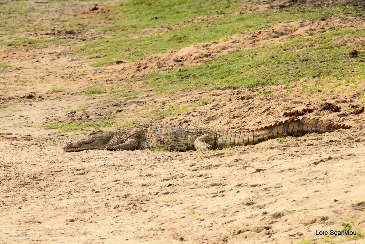 Crocodile (3)