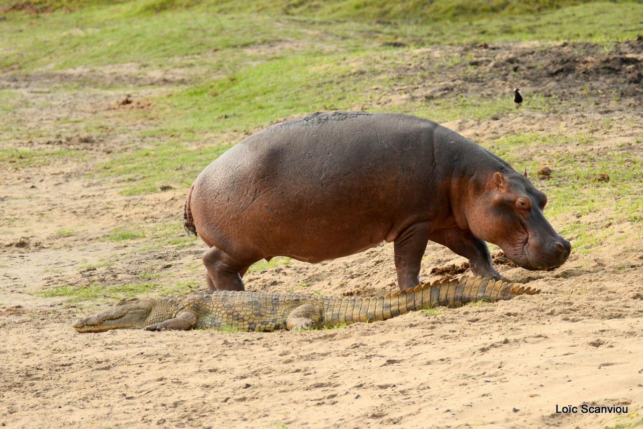 Hippopotame et crocodile (1)