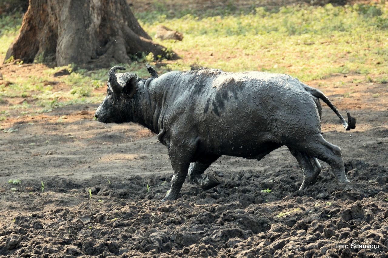 Buffle du Cap/Cape Buffalo (2)