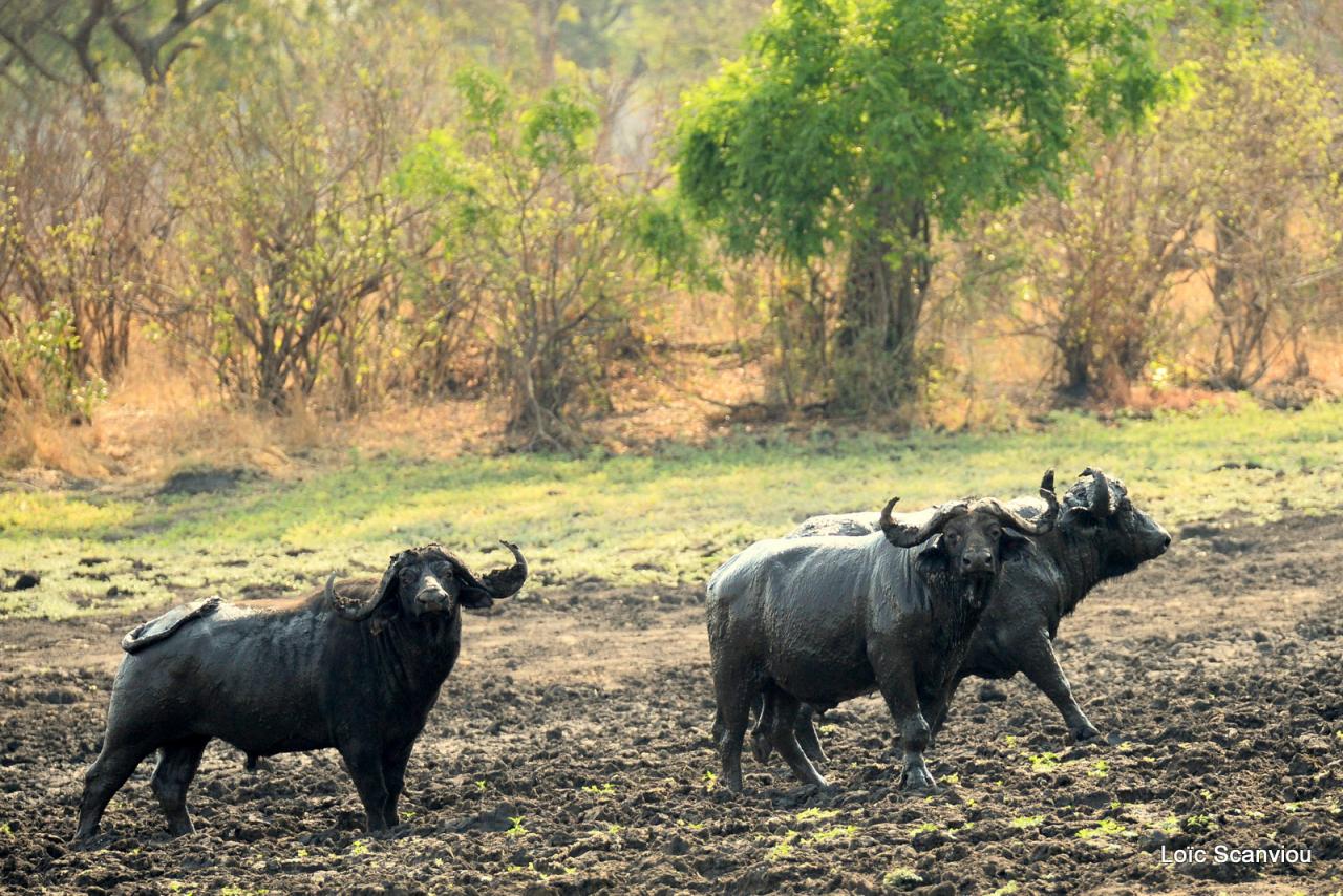 Buffle du Cap/Cape Buffalo (3)