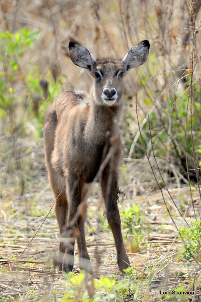 Cobe à croissant/Waterbuck (1)