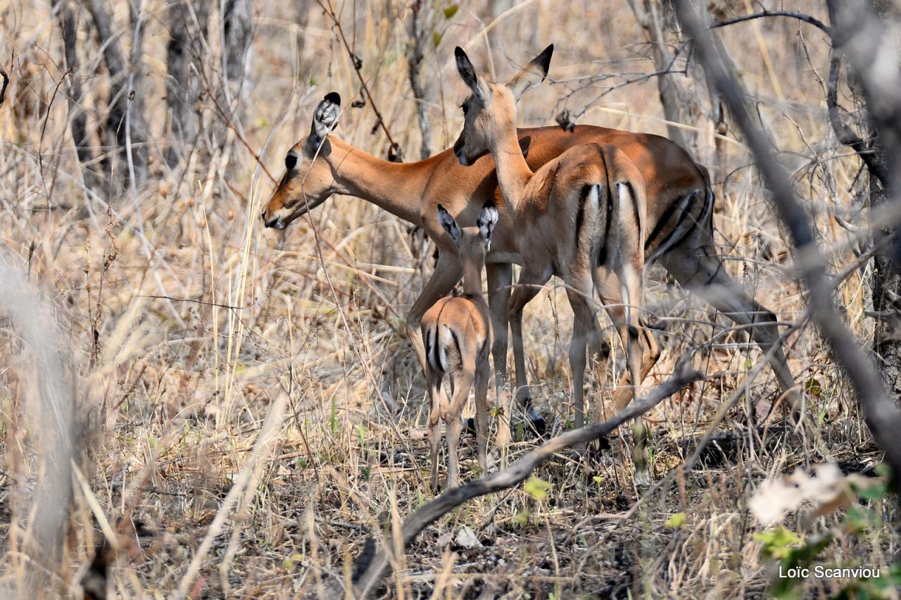 Impala (1)