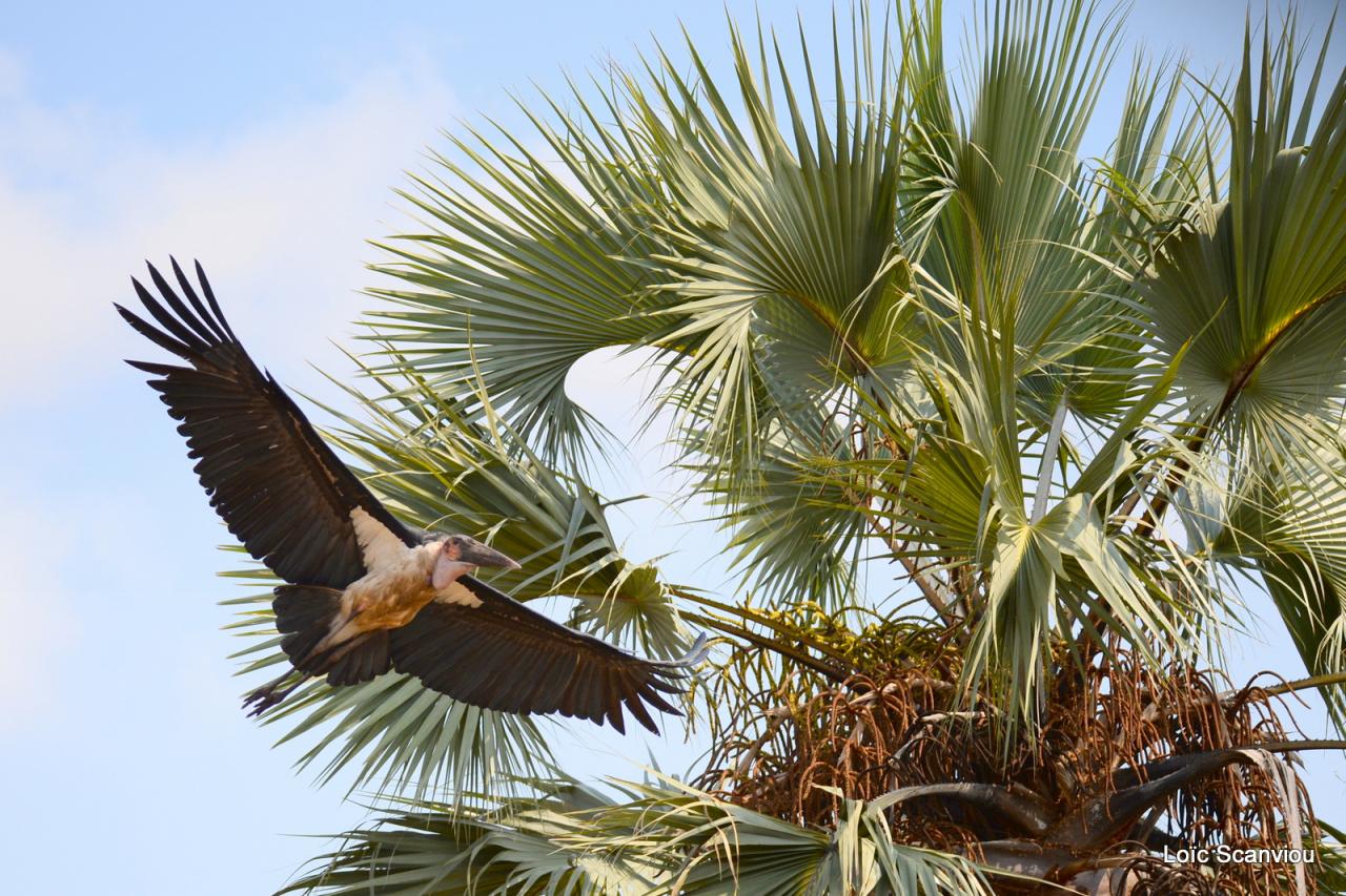 Marabout/Marabou Stork (2)
