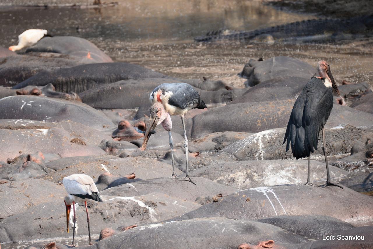 Tantale ibis, marabout, hippos et crocodile (1)