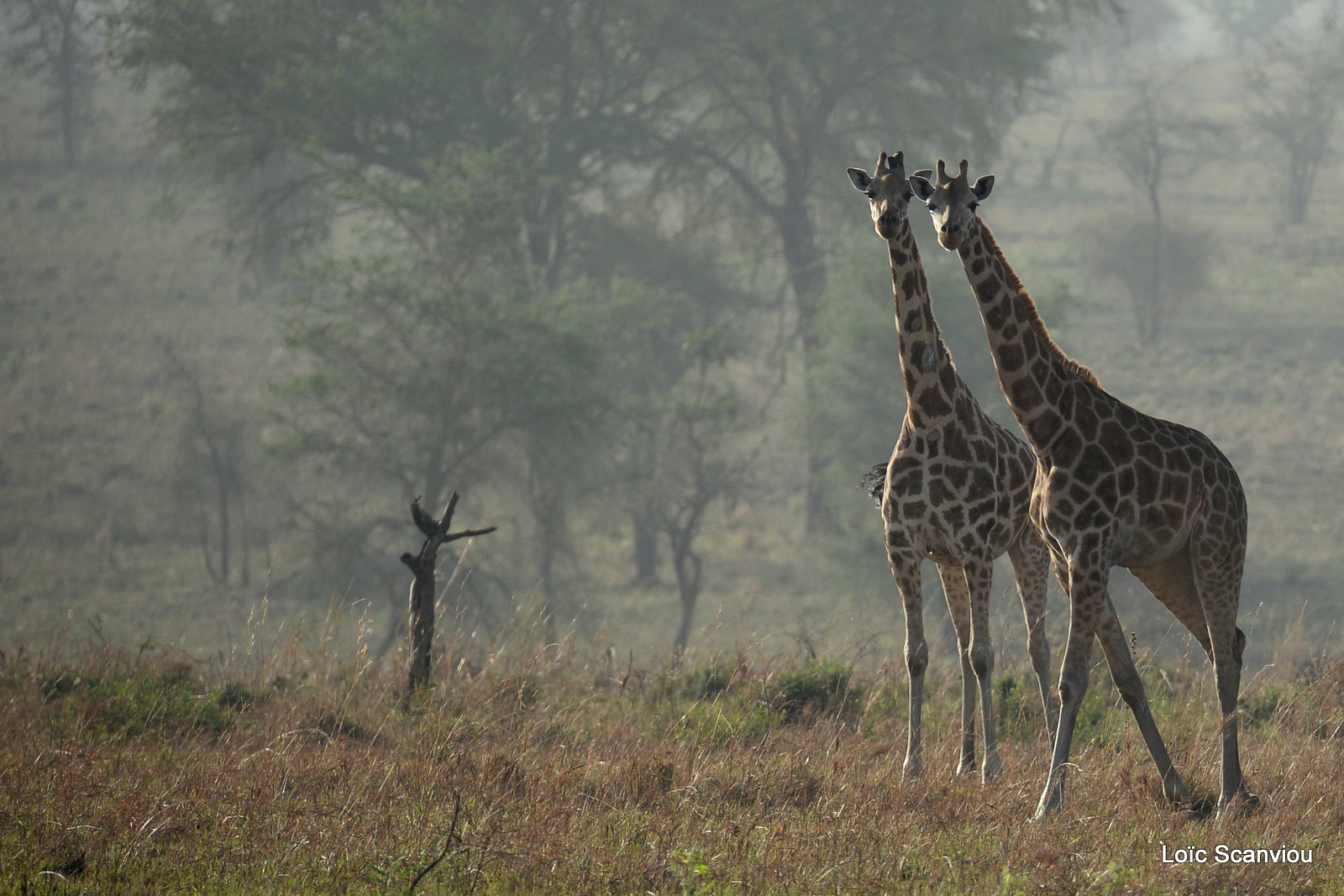 Girafe de Rothschild/Rothschild's Giraffe (4)