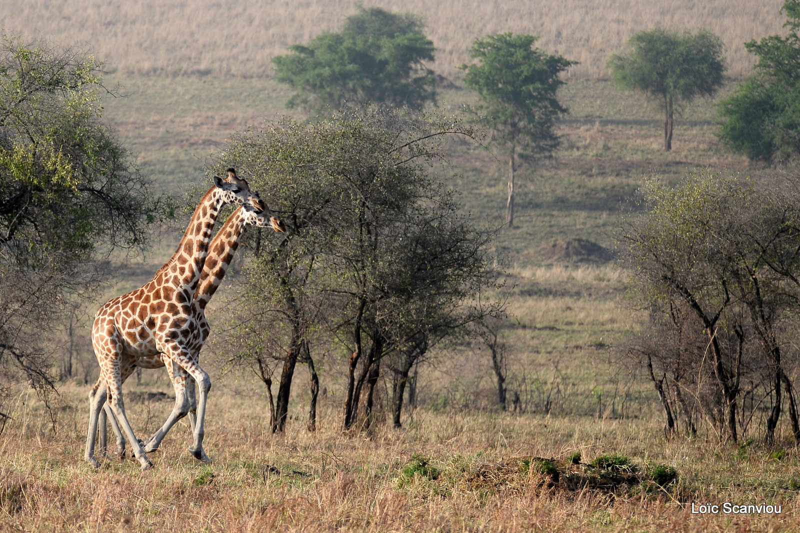 Girafe de Rothschild/Rothschild's Giraffe (5)