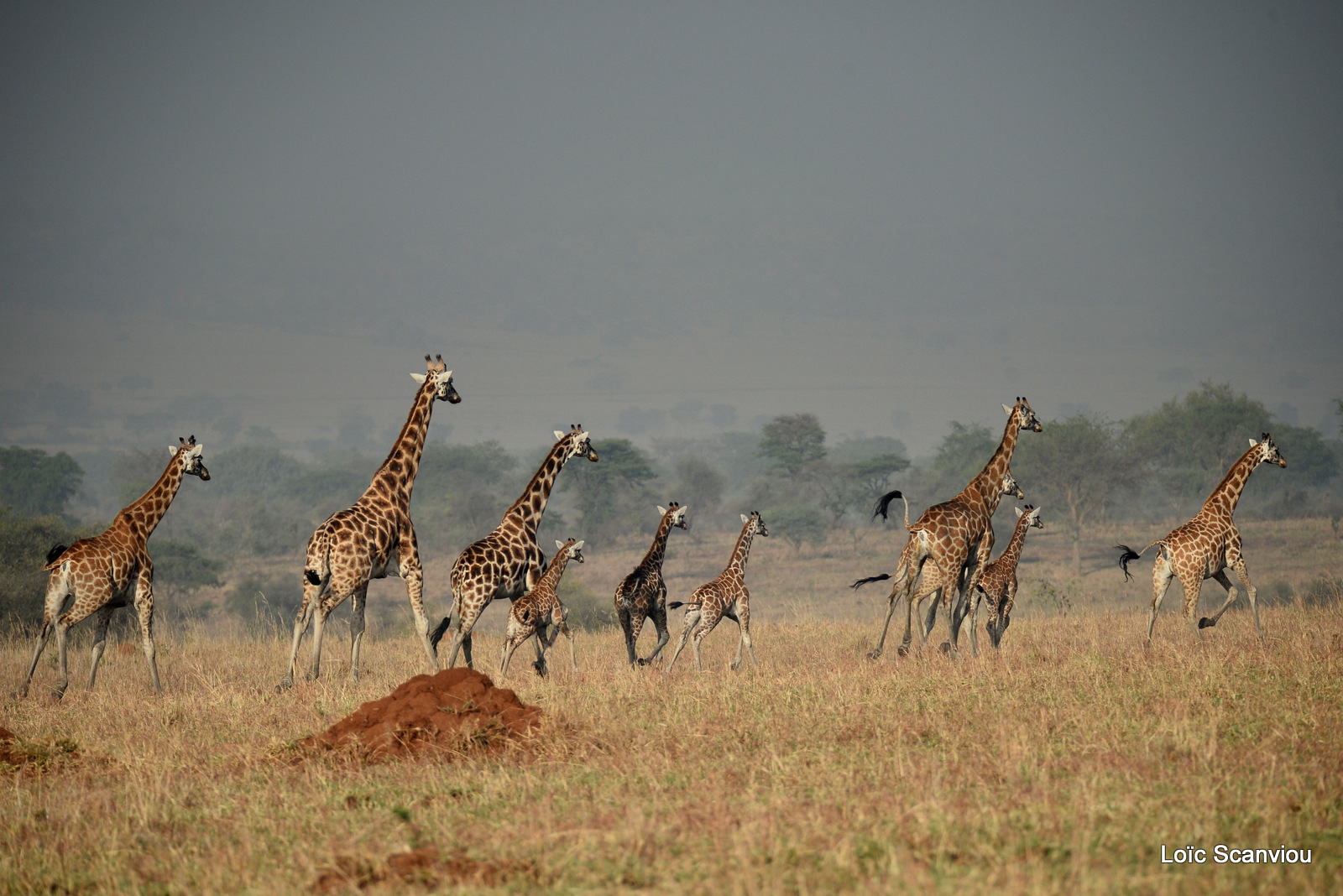 Girafe de Rothschild/Rothschild's Giraffe (6)