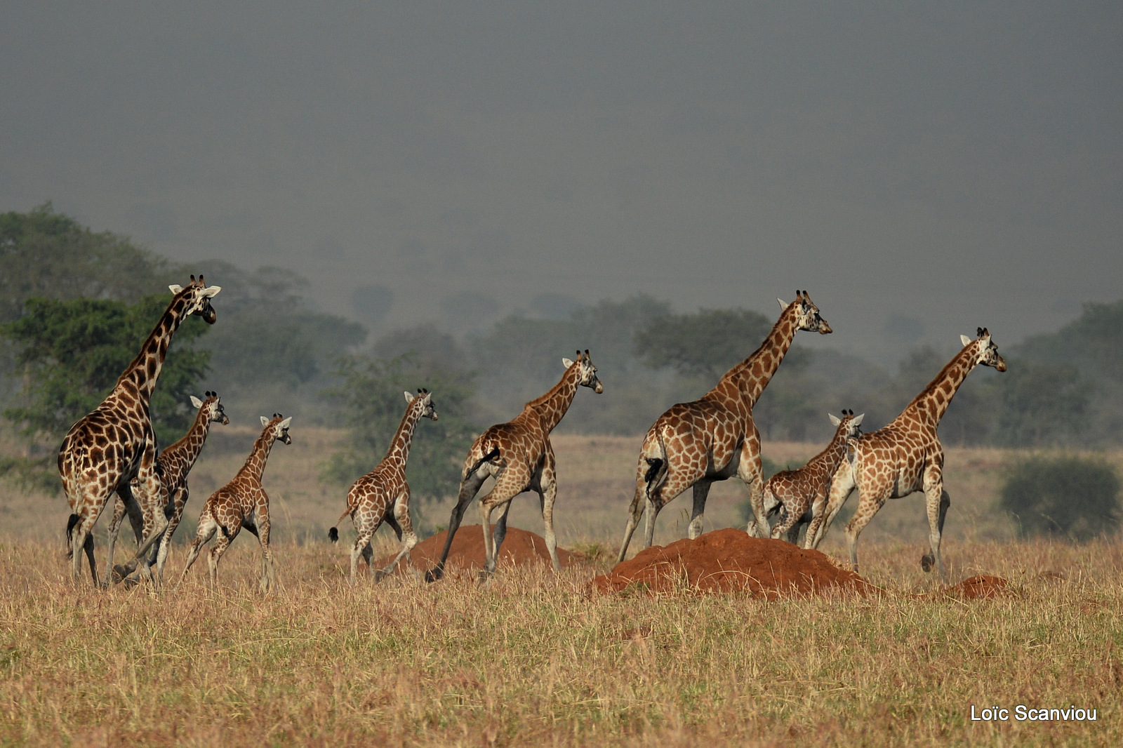 Girafe de Rothschild/Rothschild's Giraffe (7)
