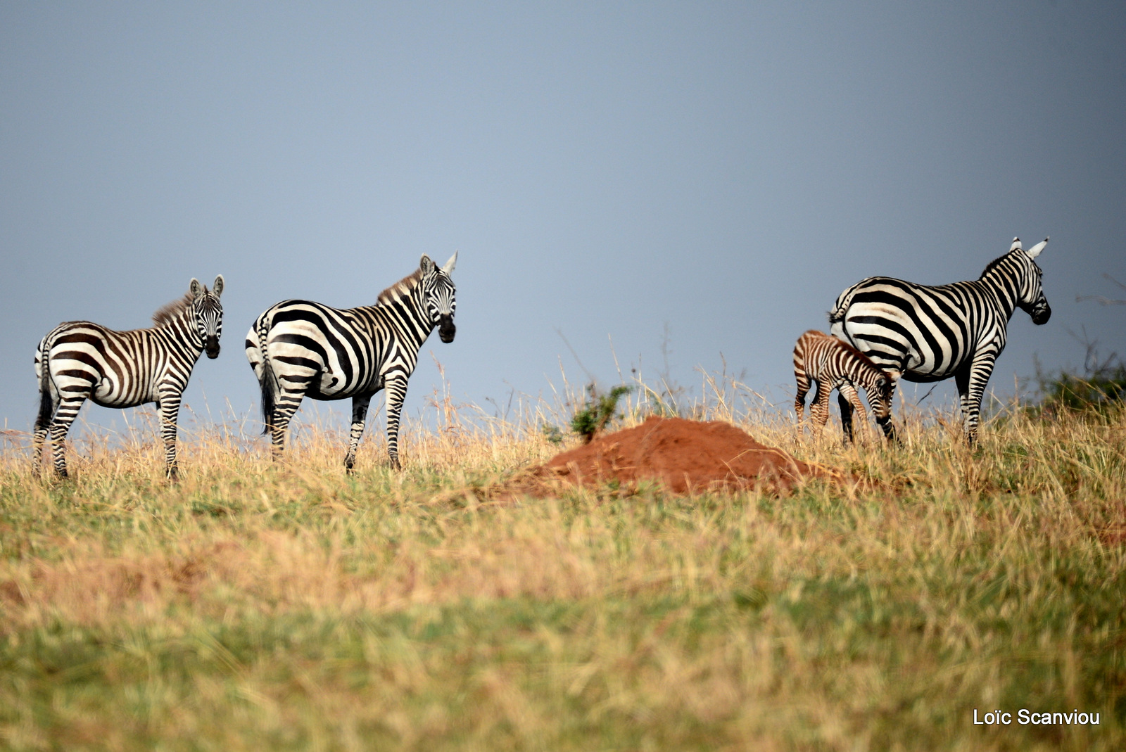 Zèbre de Burchell/Burchell's Zebra (5)