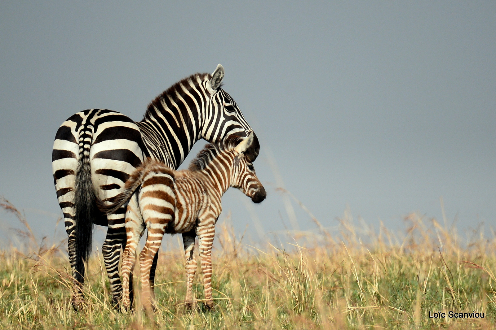 Zèbre de Burchell/Burchell's Zebra (6)