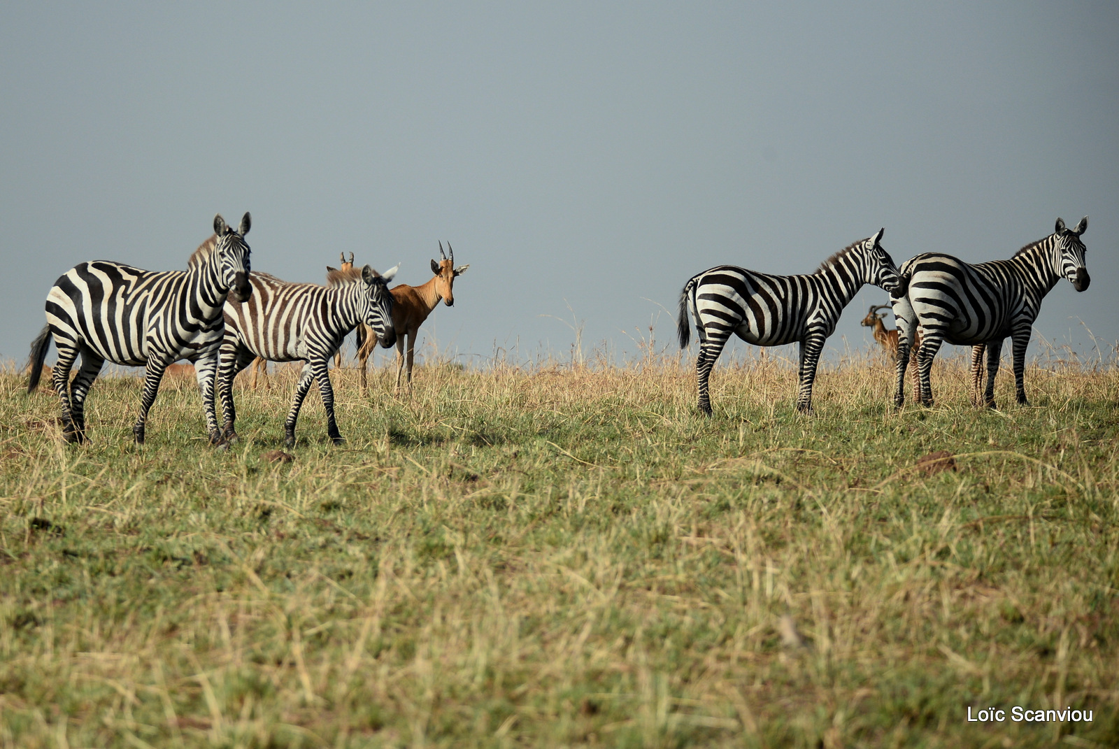 Zèbre de Burchell/Burchell's Zebra (7)