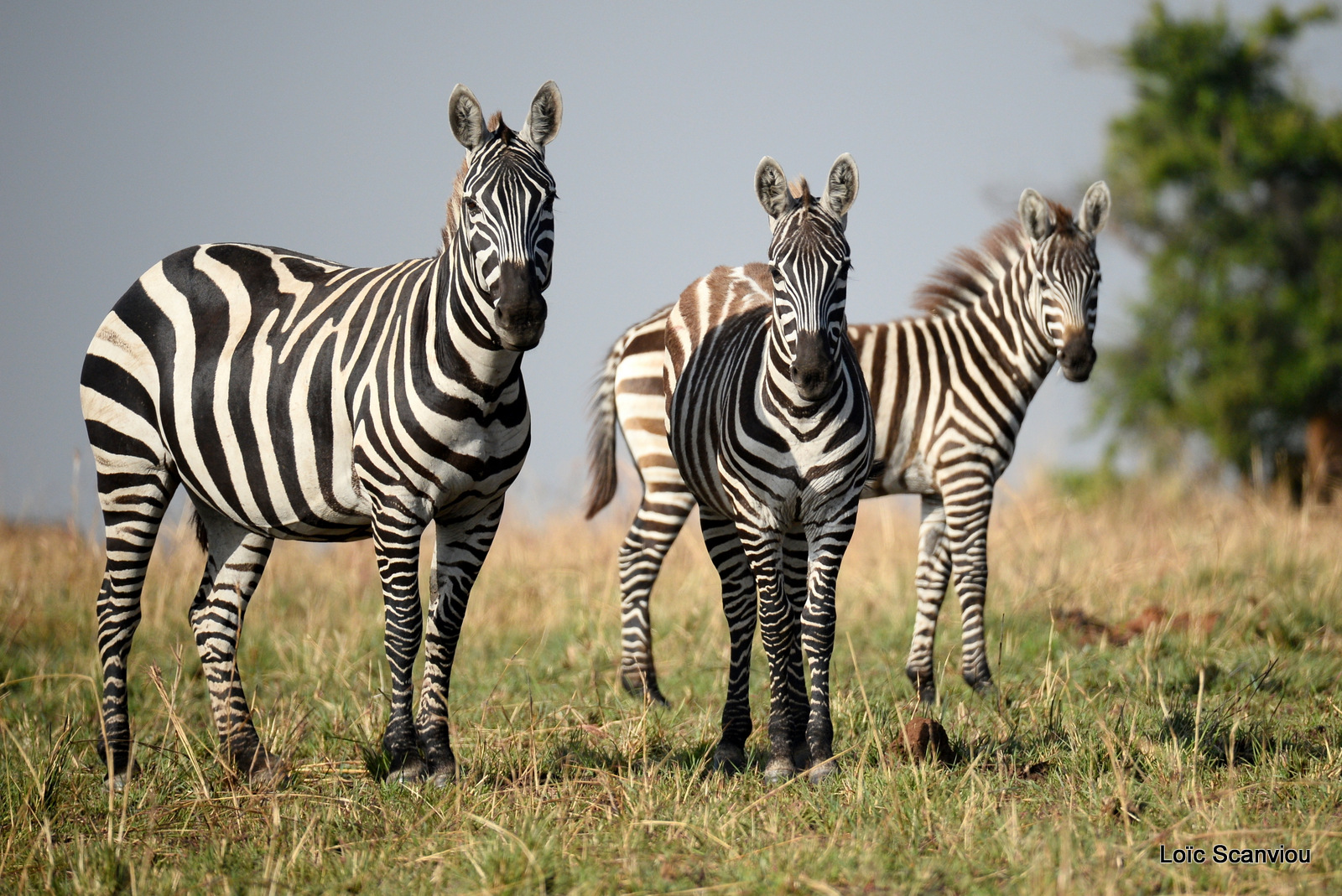 Zèbre de Burchell/Burchell's Zebra (8)