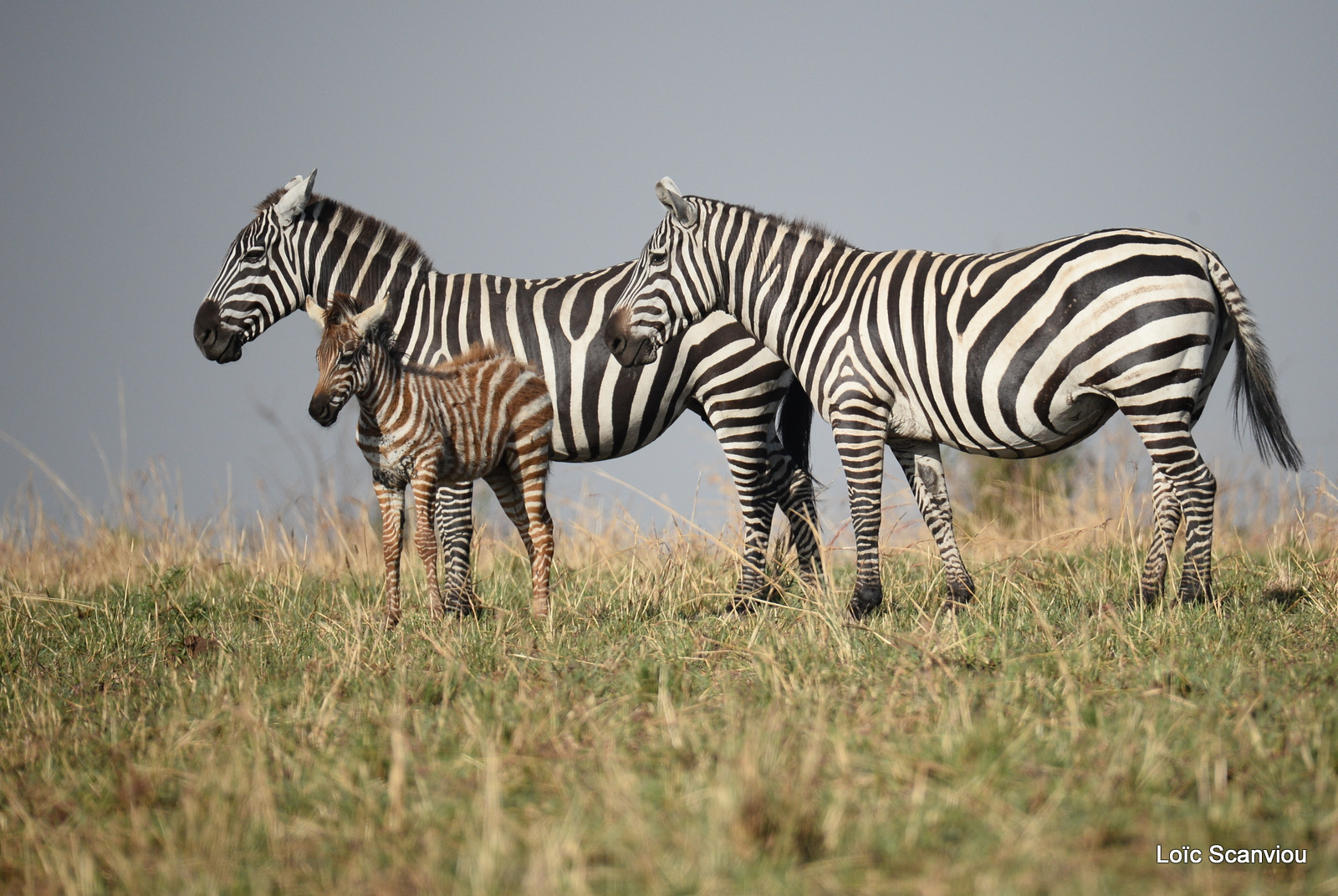 Zèbre de Burchell/Burchell's Zebra (9)