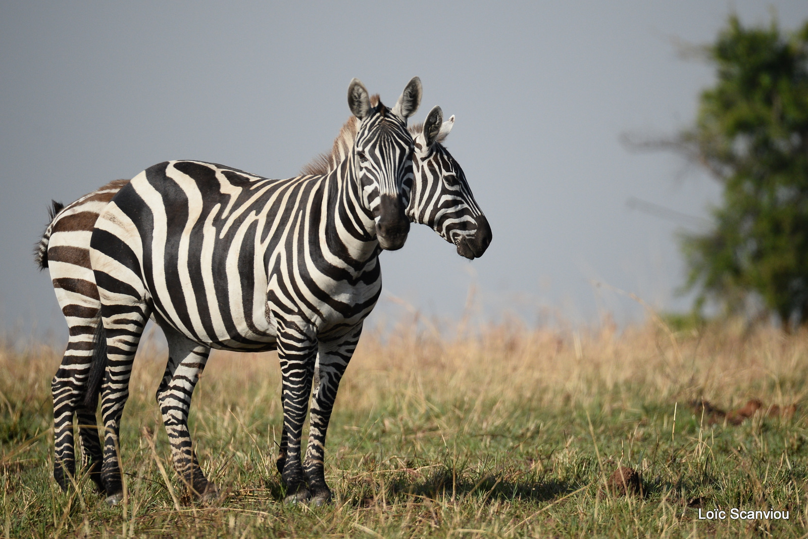 Zèbre de Burchell/Burchell's Zebra (10)