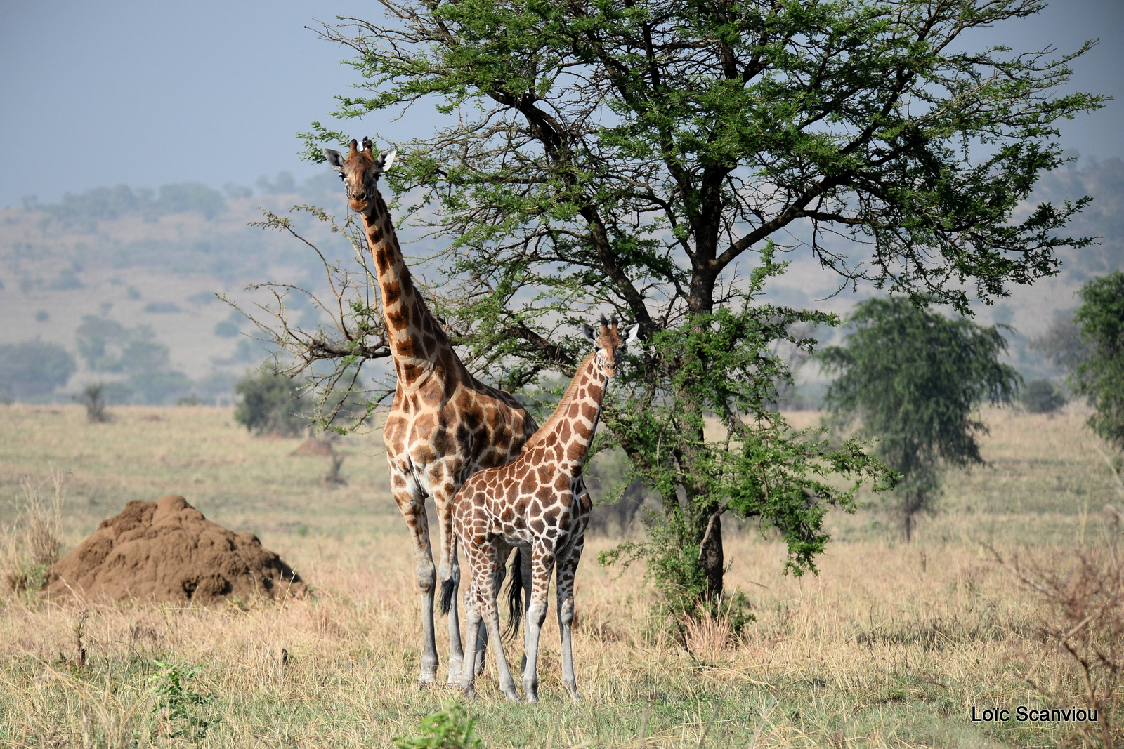 Girafe de Rothschild/Rothschild's Giraffe (9)