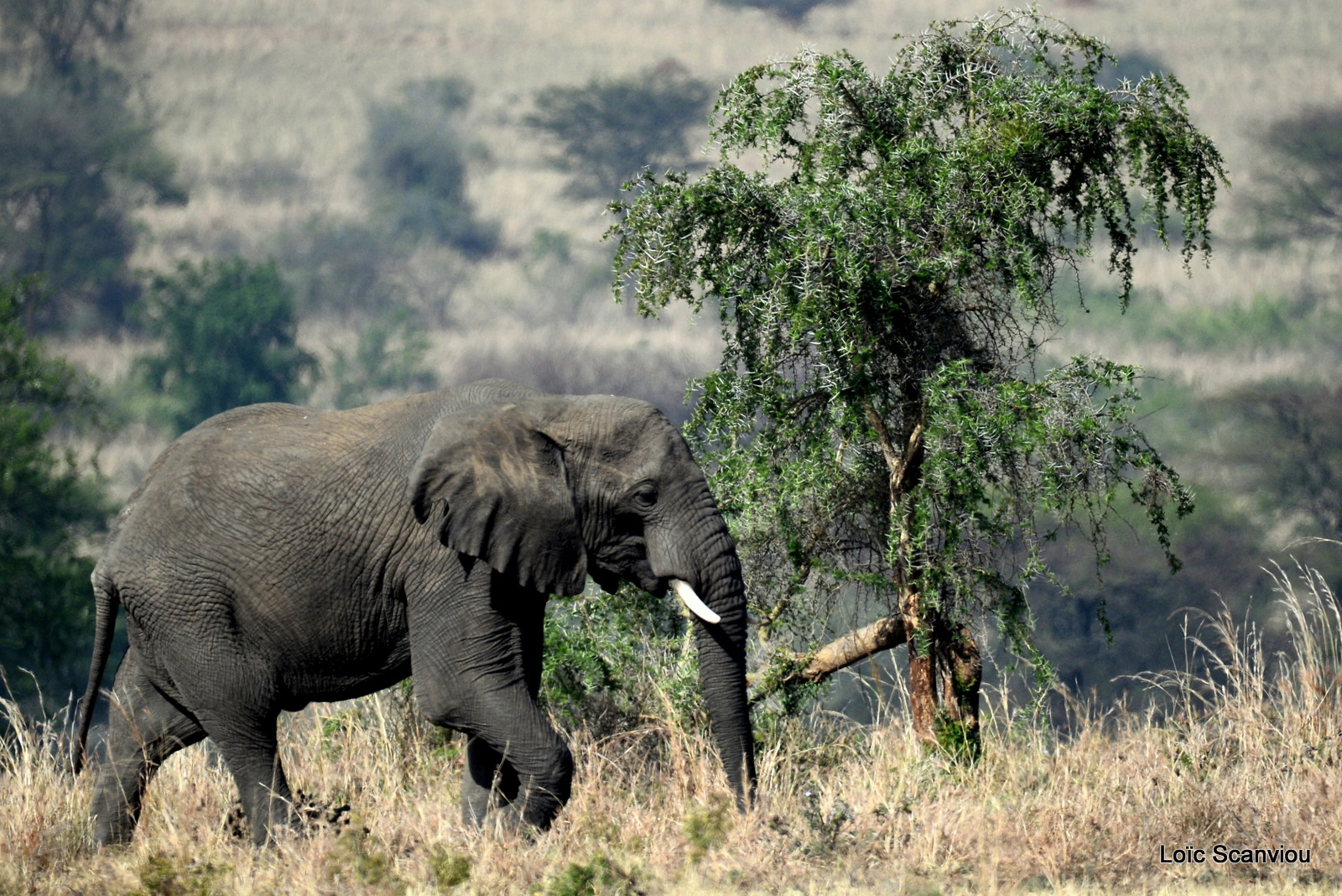 Éléphant de savane d'Afrique/Savanna Elephant (37)