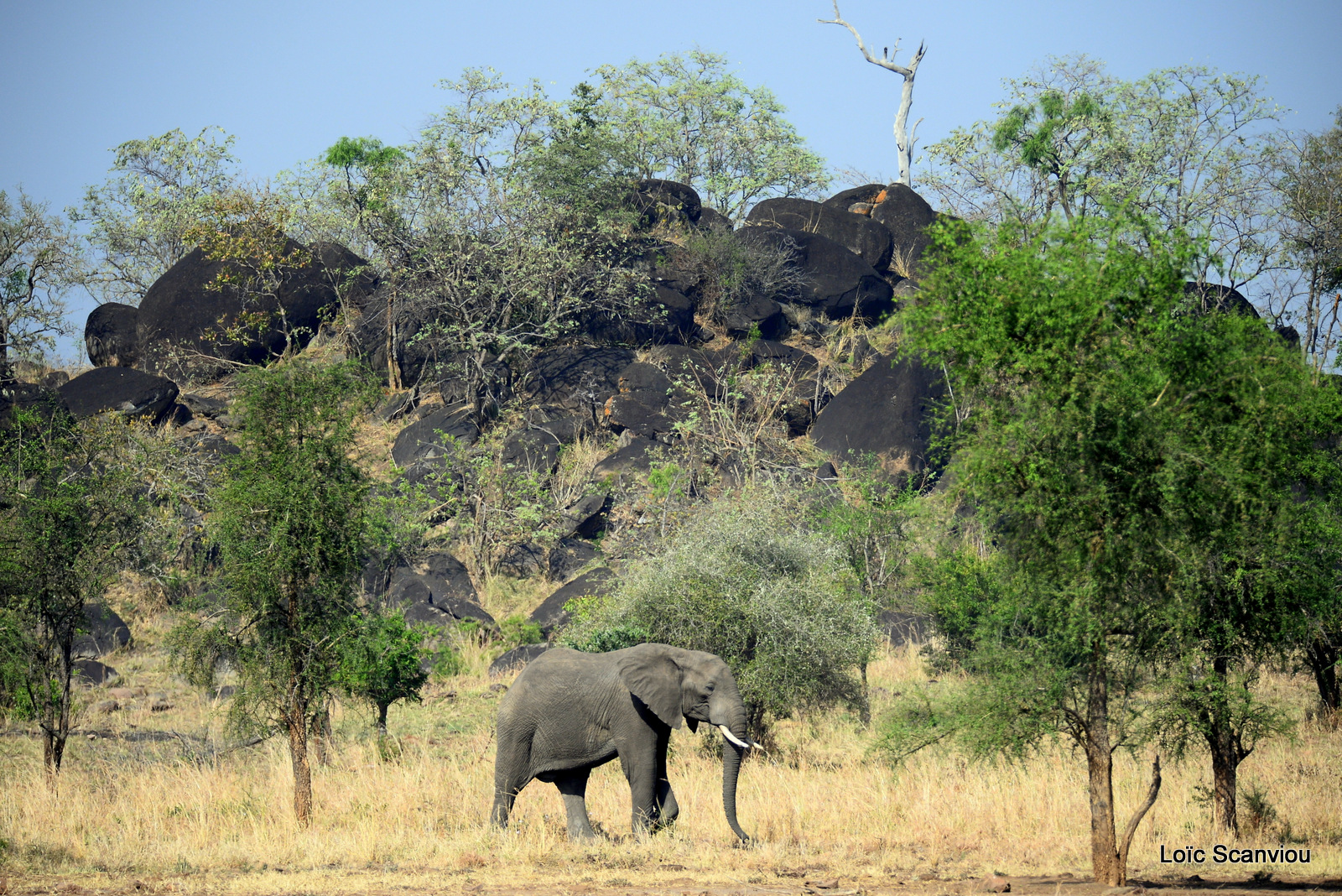 Éléphant de savane d'Afrique/Savanna Elephant (38)