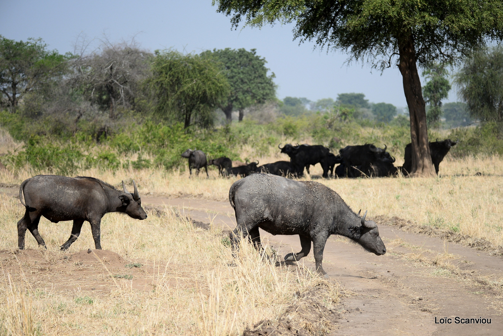 Buffle d'Afrique/Cape Buffalo (5)