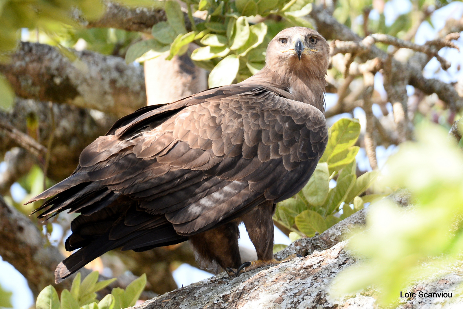 Milan noir/Black Kite (2)