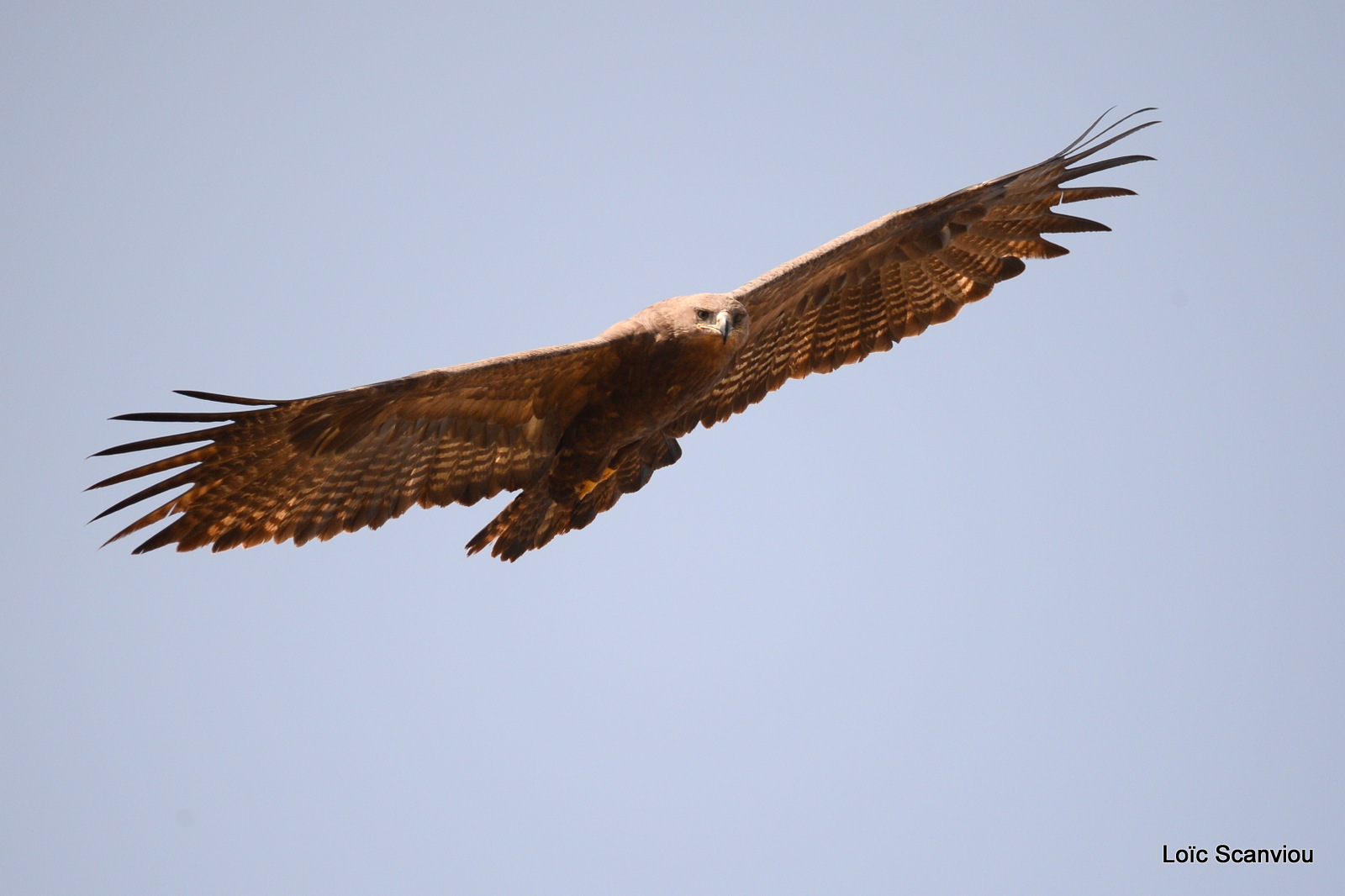 Milan noir/Black Kite (3)