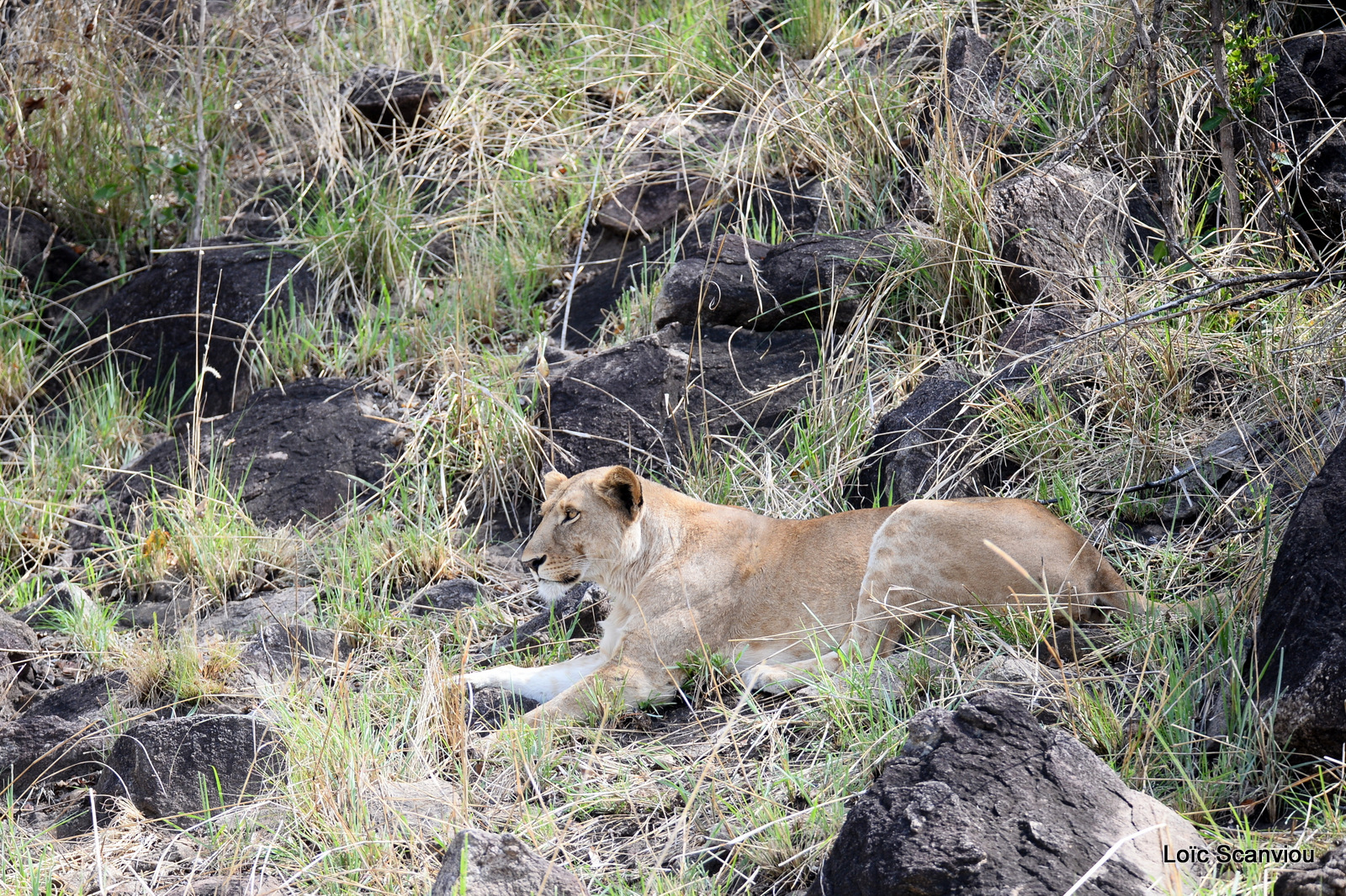 Lion (6)