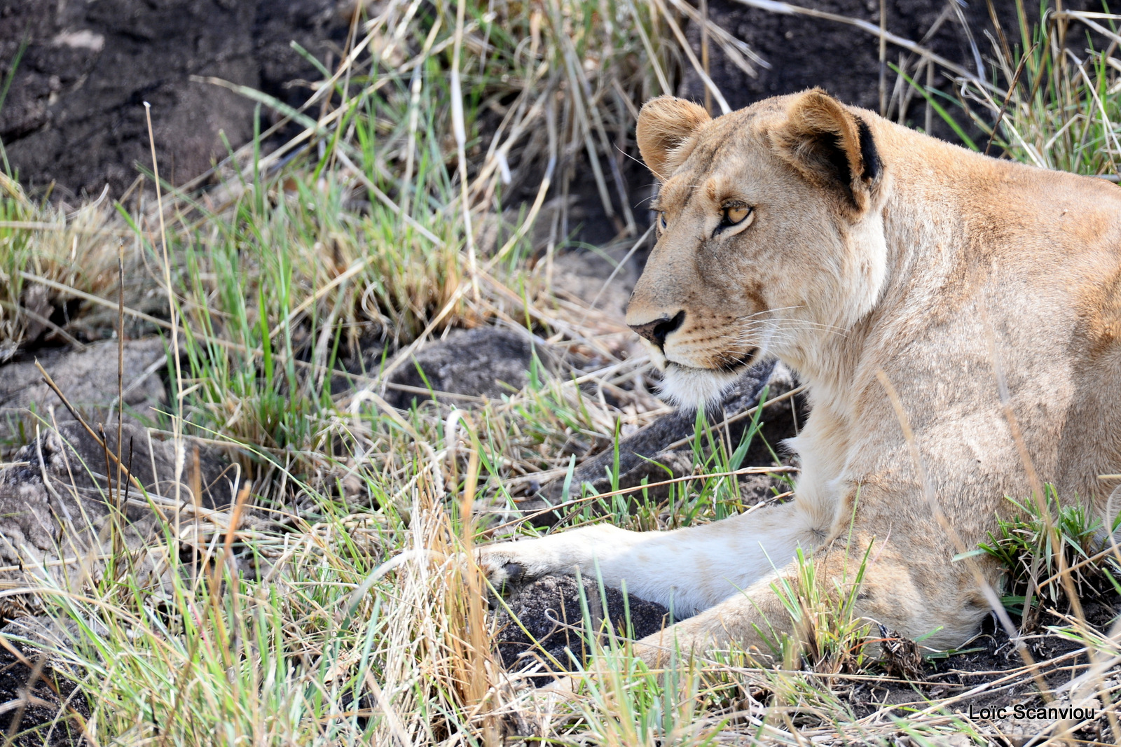 Lion (7)