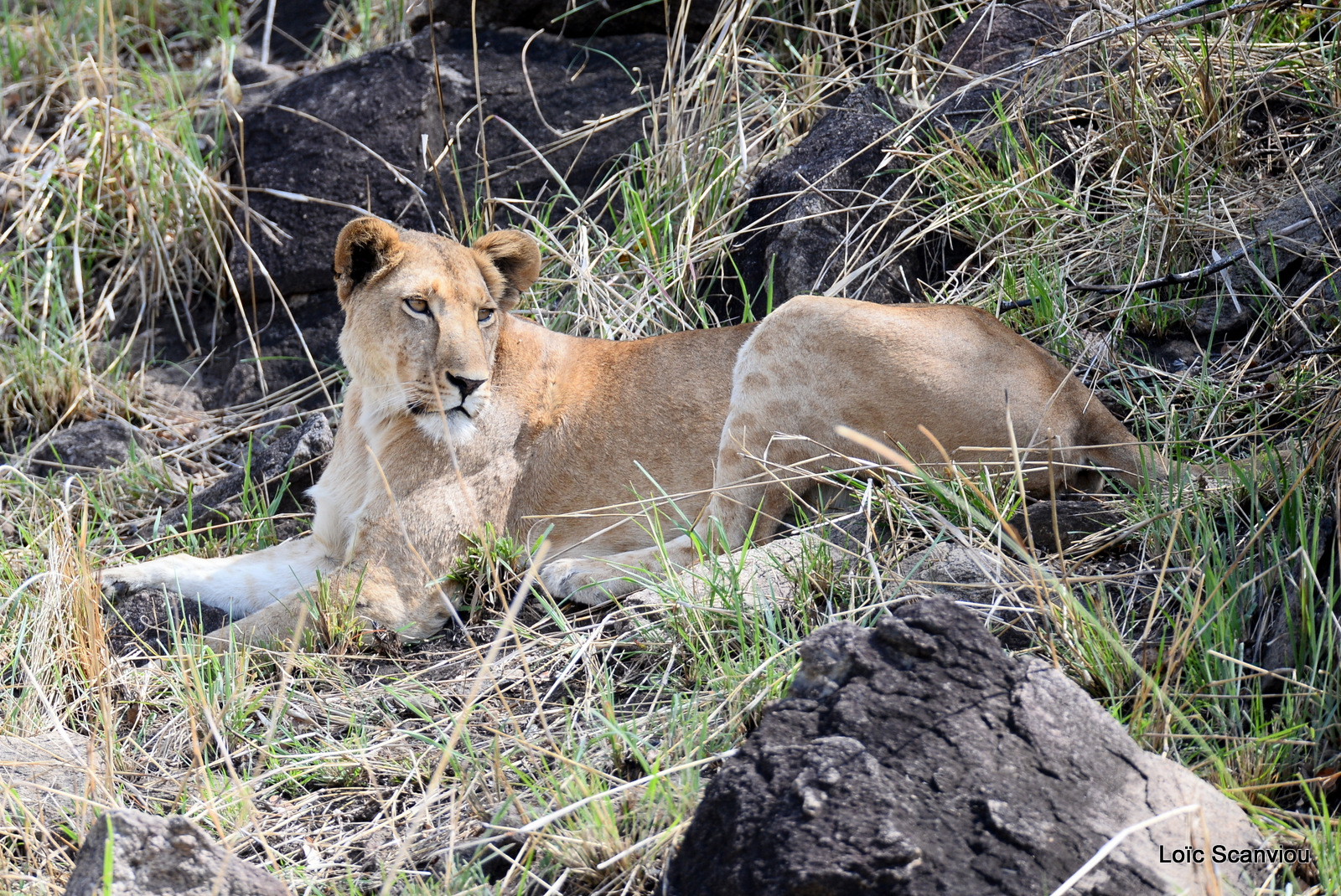 Lion (8)