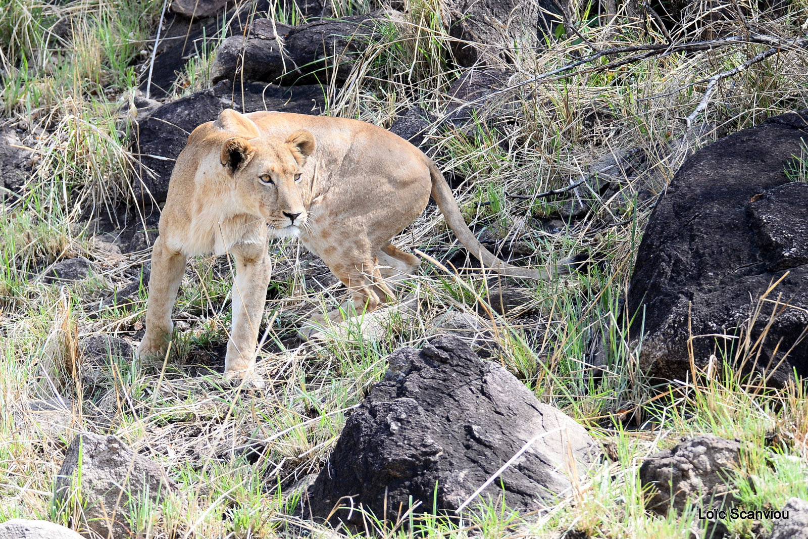 Lion (9)