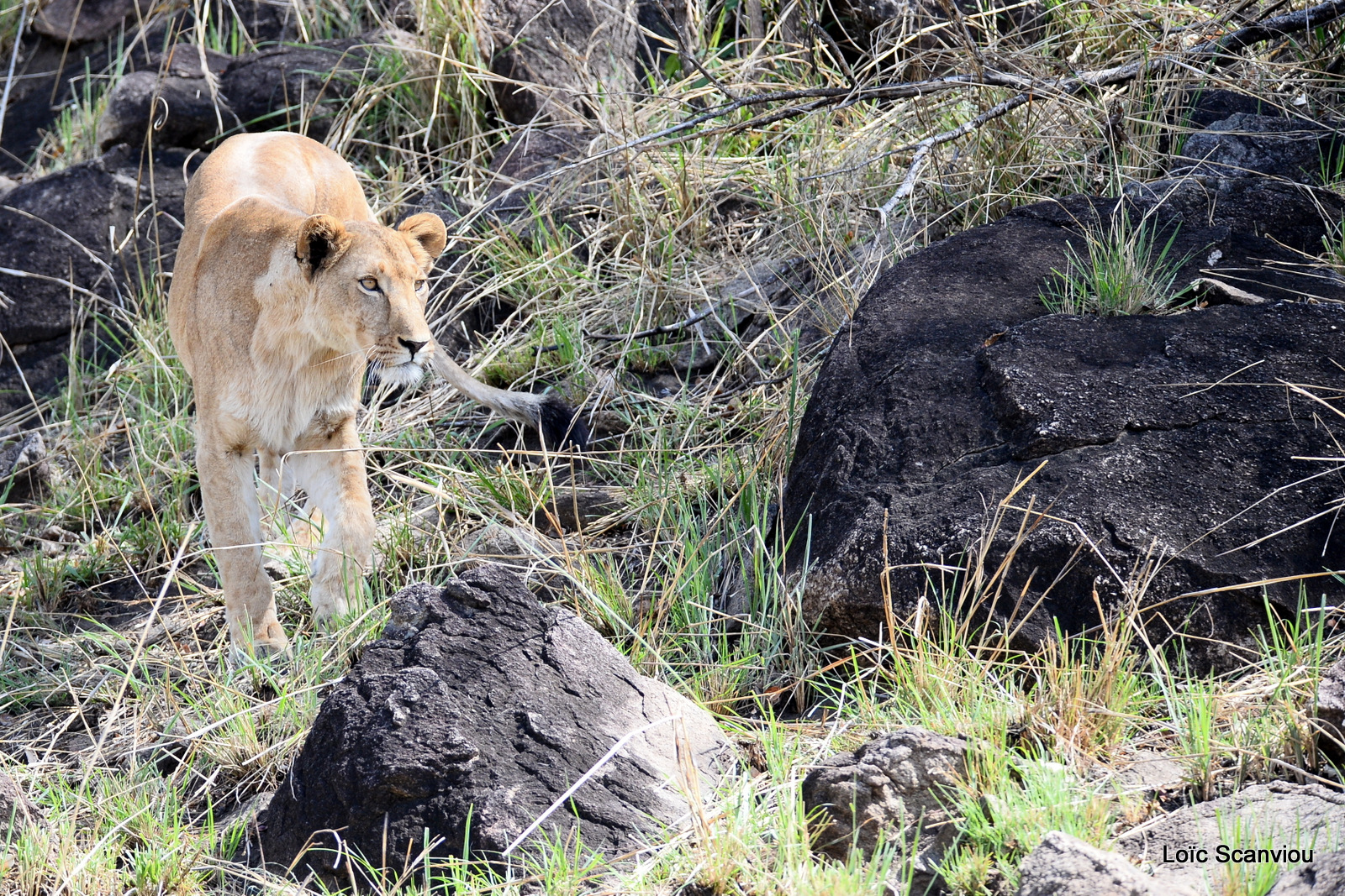Lion (10)