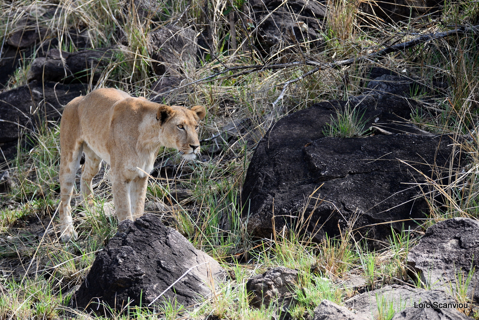 Lion (11)