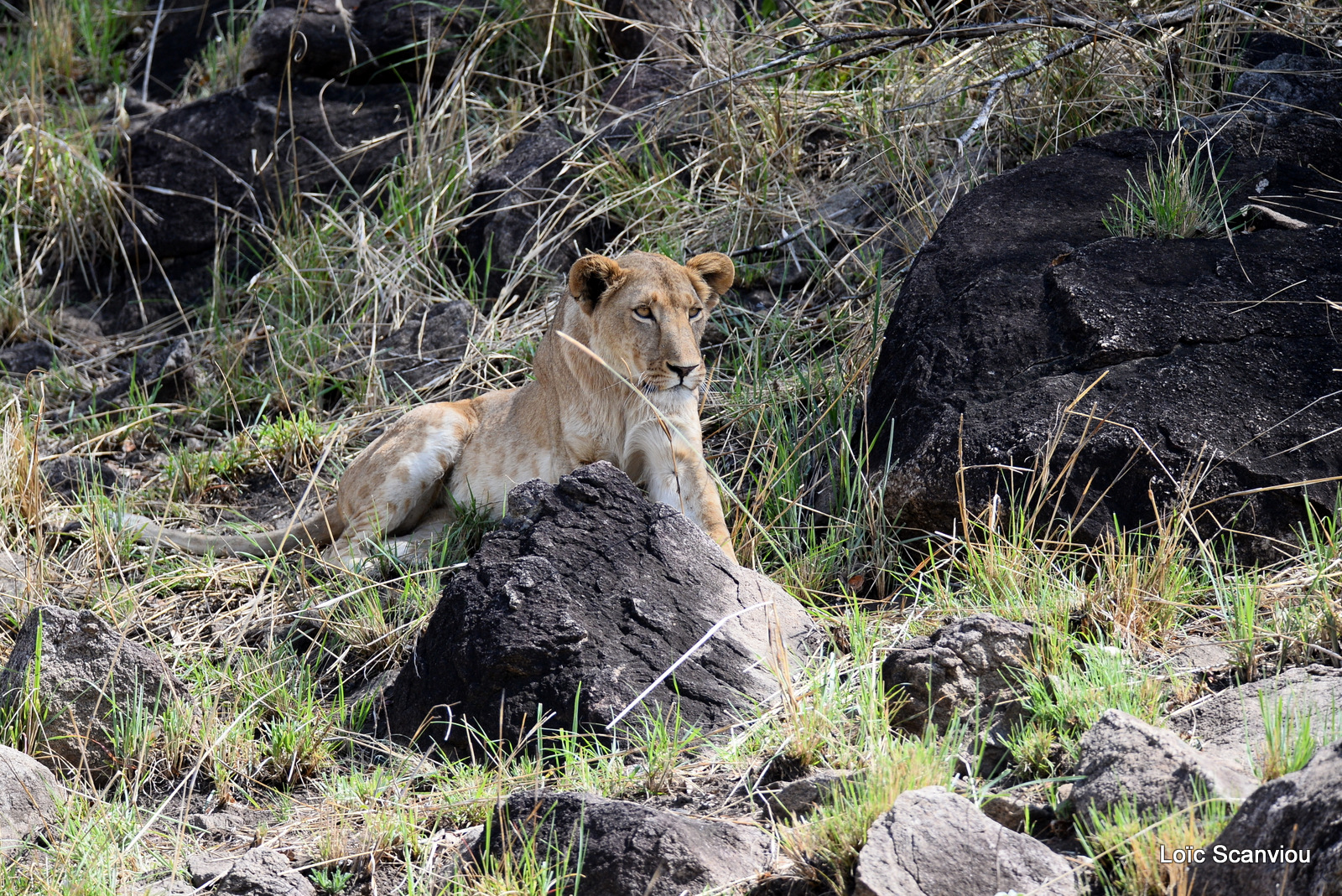 Lion (12)