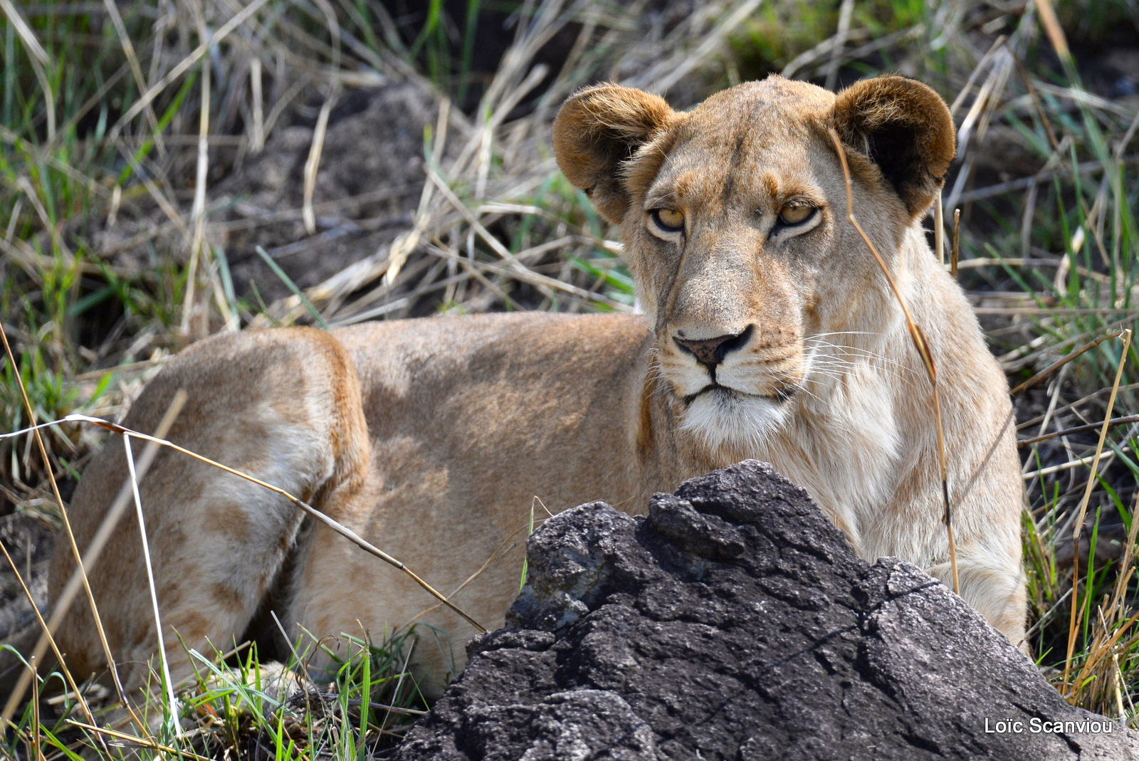 Lion (13)