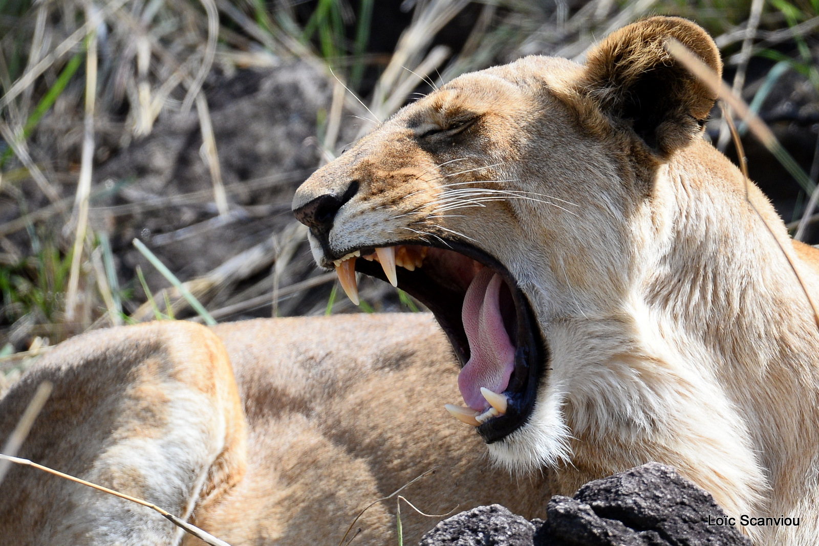 Lion (14)