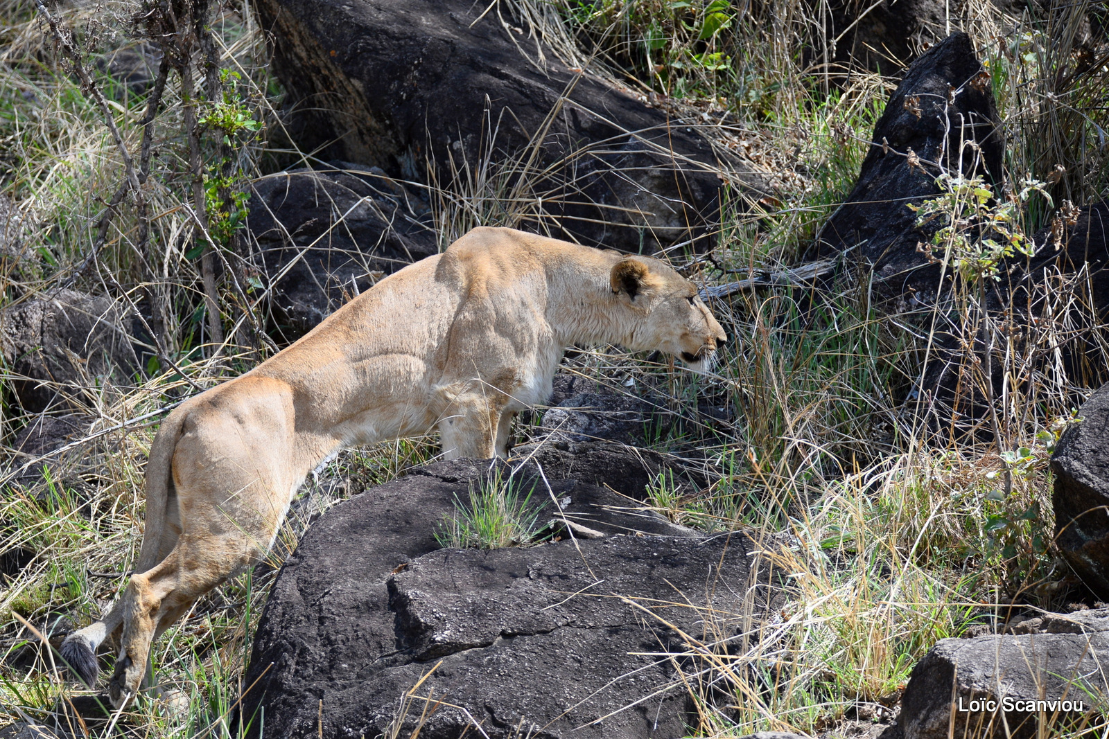 Lion (15)