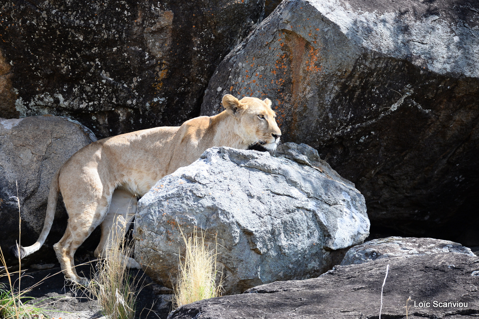 Lion (16)