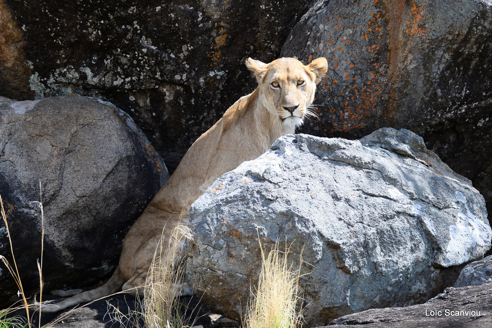 Lion (17)