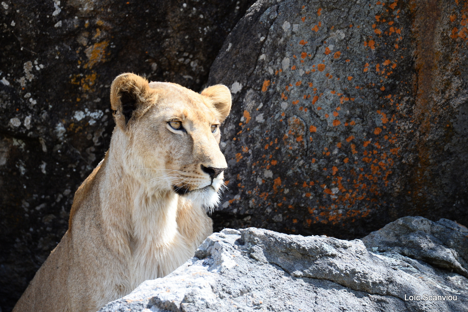 Lion (18)