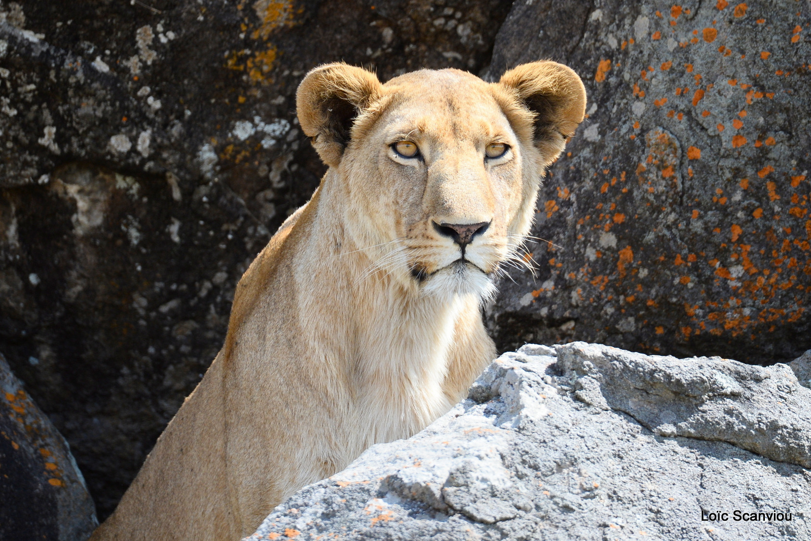 Lion (19)
