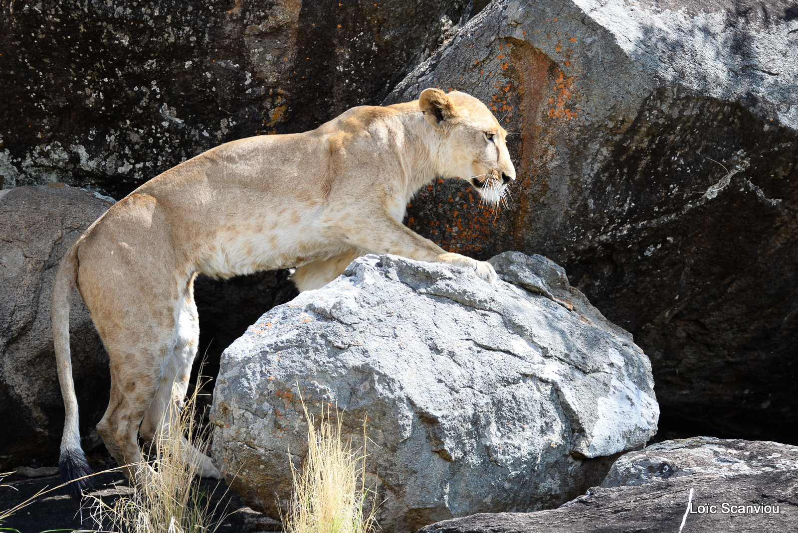Lion (21)