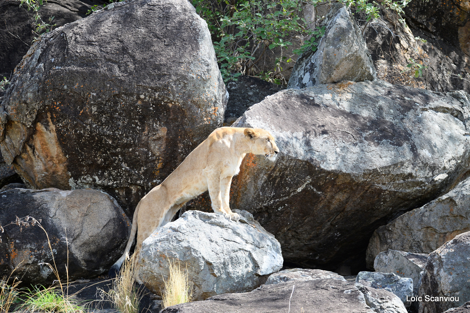 Lion (22)