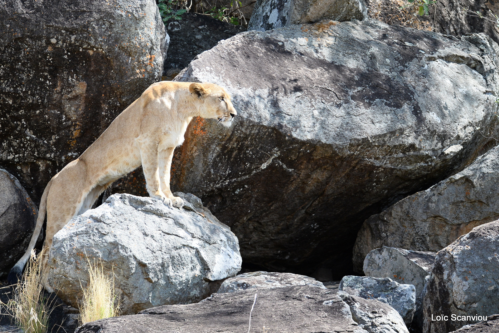 Lion (23)
