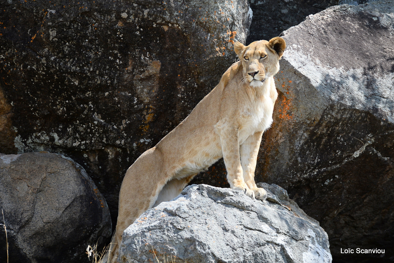 Lion (24)