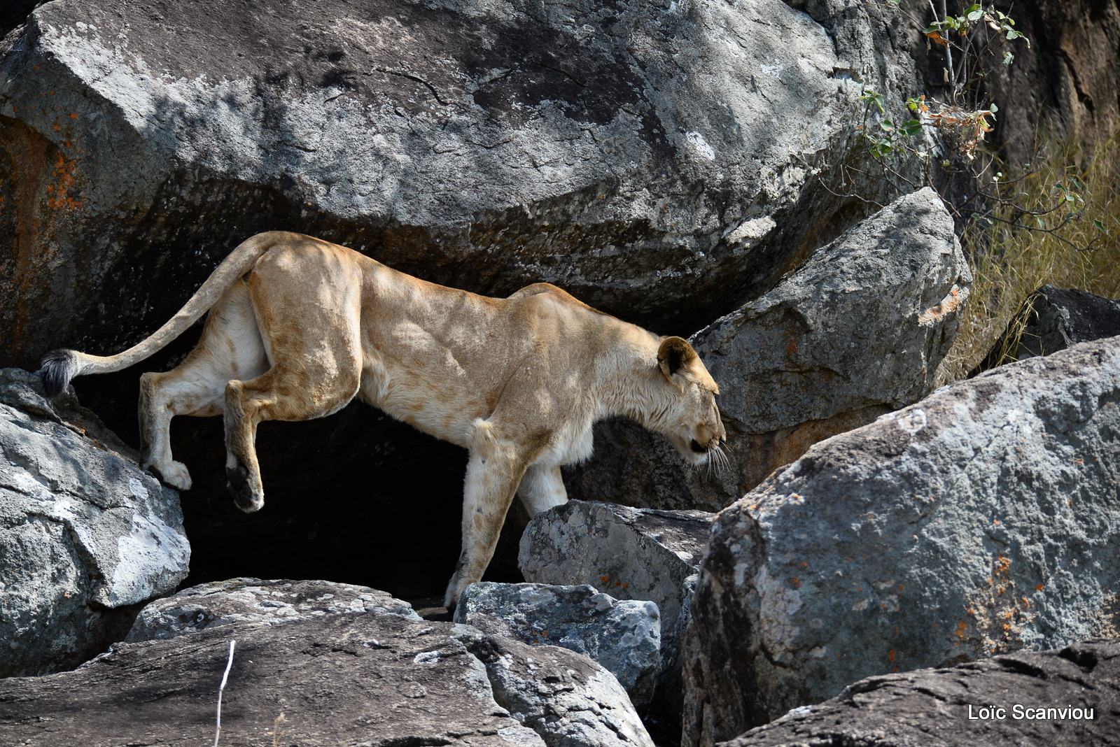 Lion (25)