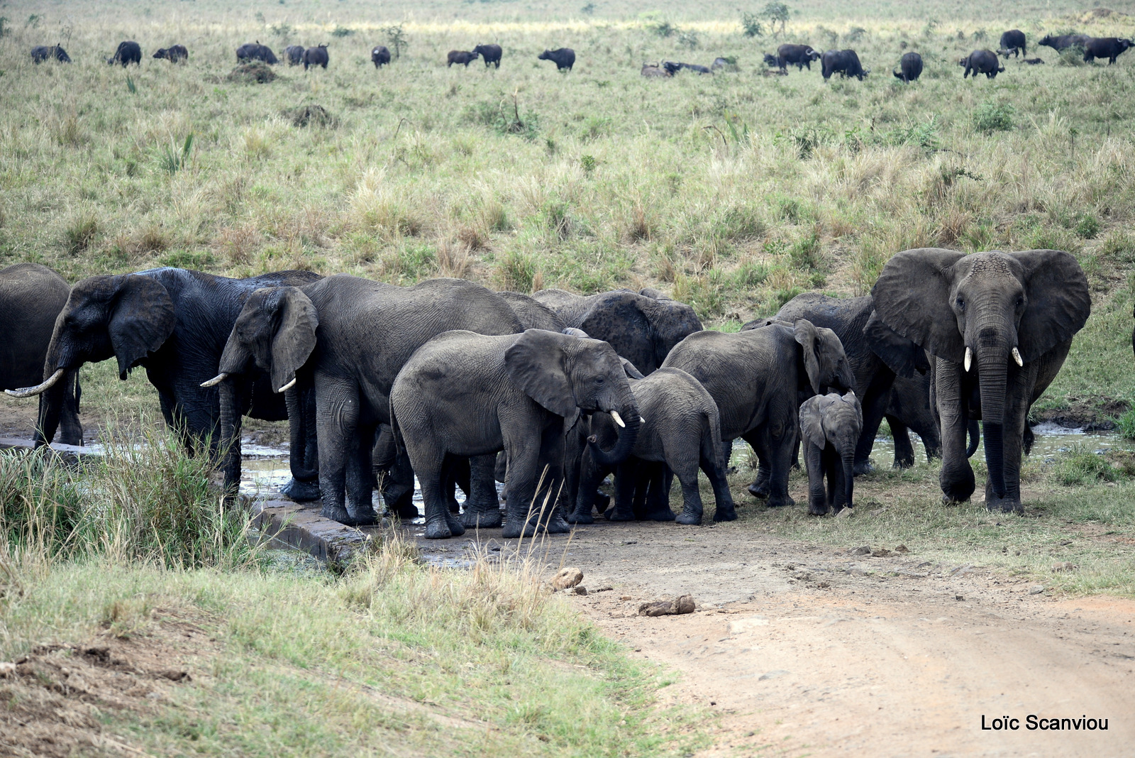 Éléphant de savane d'Afrique/Savanna Elephant (39)
