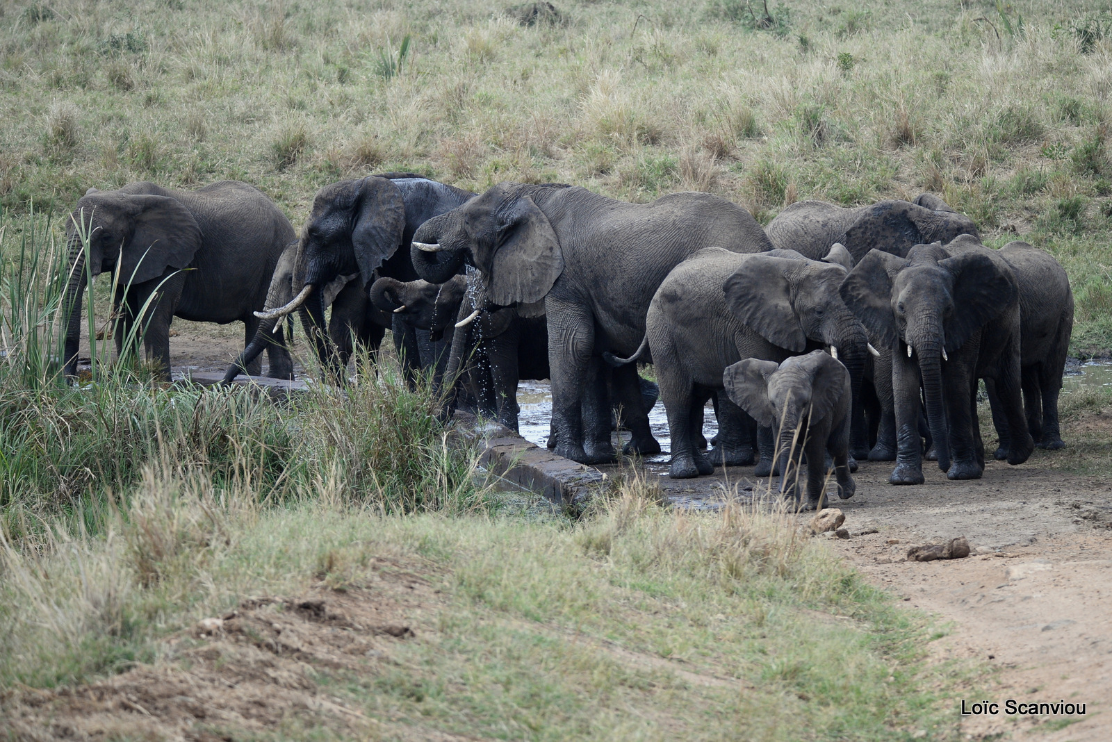 Éléphant de savane d'Afrique/Savanna Elephant (40)
