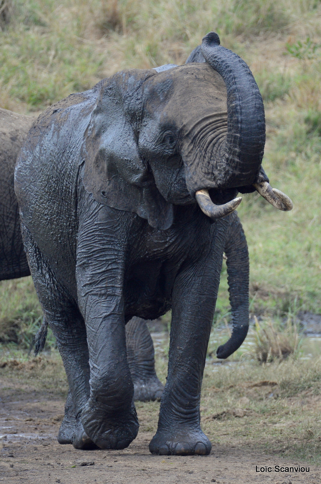 Éléphant de savane d'Afrique/Savanna Elephant (41)